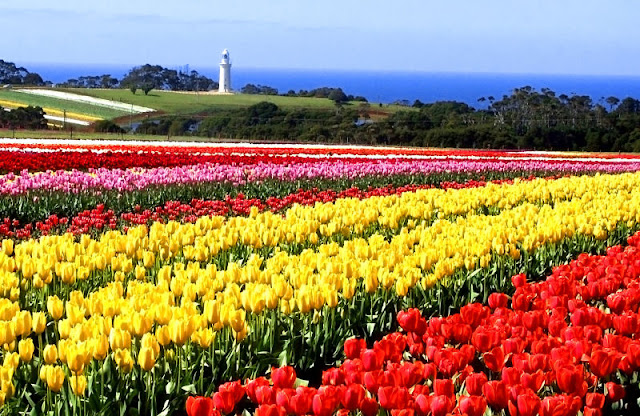 Conheça a bela Tasmânia, a terra do personagem animado Taz Table cape tulip farm